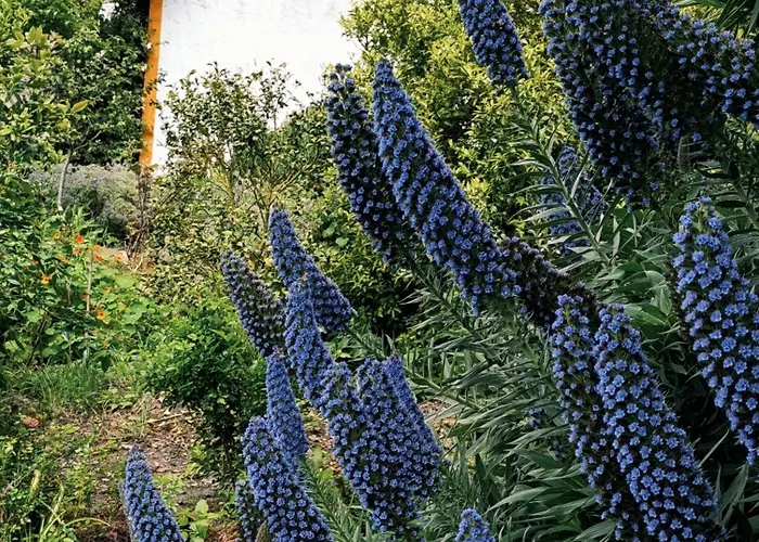 אכסניה Quinta Santo Antonio Pereiro da Palhacana